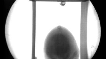 X-ray Rat Shaking from front