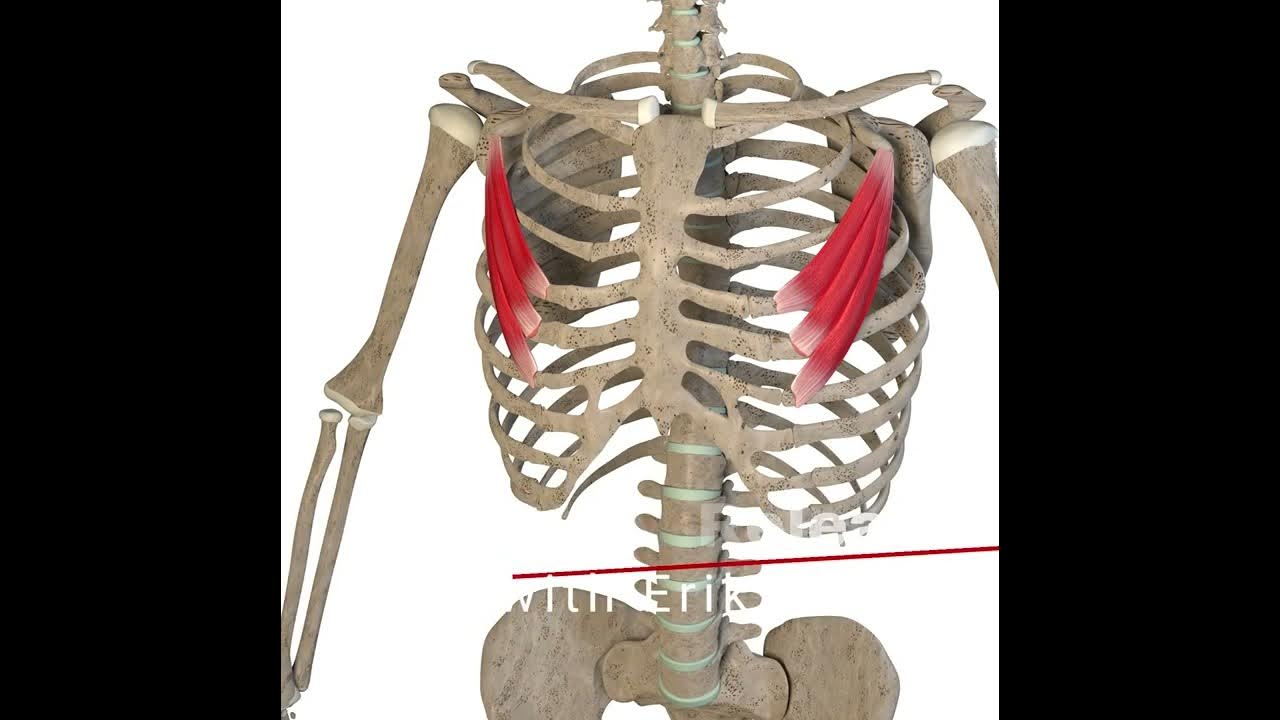 Pec Minor Release Massage Technique YouTube