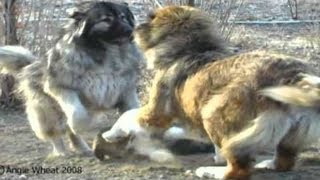 Caucasian Shepherd and Saint Bernard - Huge and Massive Boys by Lovers of Dogs 27,092 views 6 years ago 3 minutes, 20 seconds