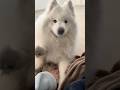 可愛すぎる戦いのラストがまさかすぎましたw #大型犬 #サモエド #dog