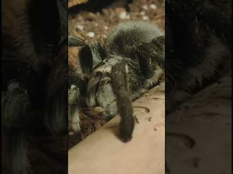 Video: Ružičasta čileanska tarantula: opis, stanište, značajke, fotografija