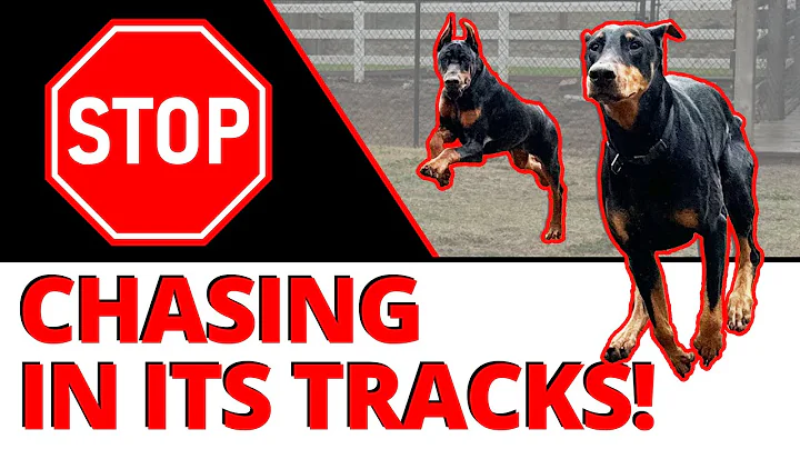 How to Stop a Dog's Dangerous Prey Drive - 2 Step Process for a Better Citizen around Other Dogs