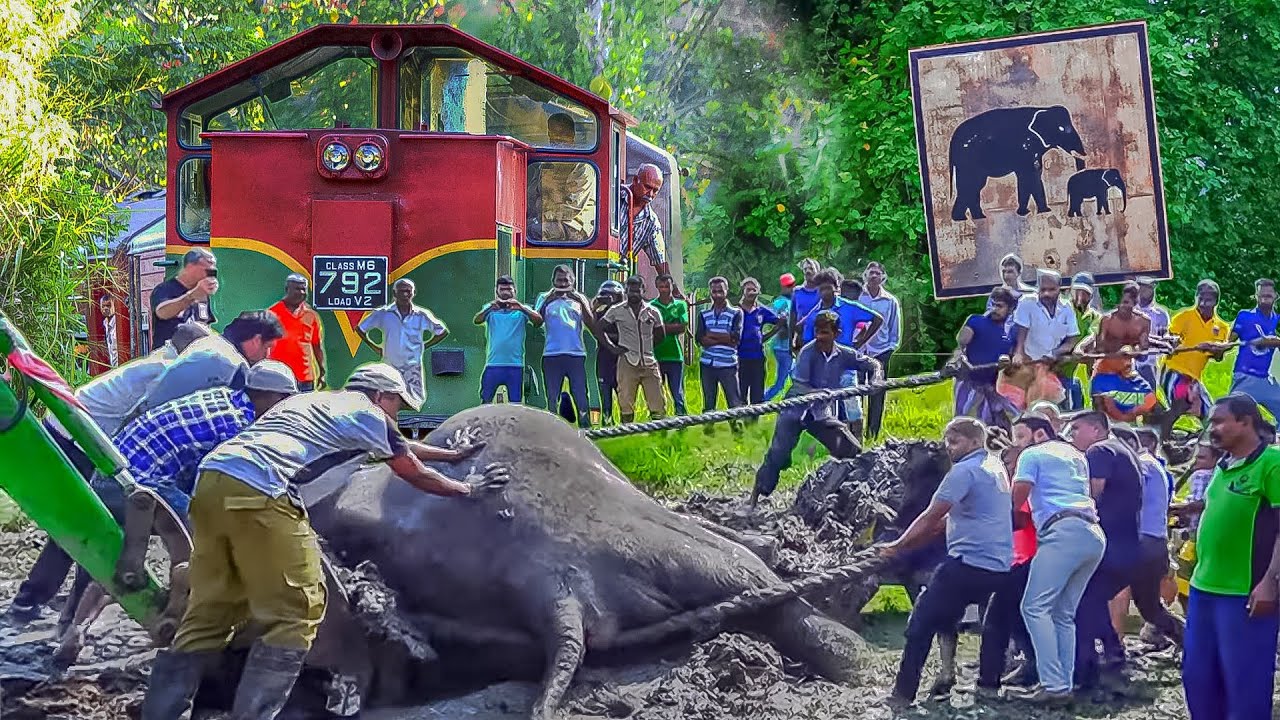 sri lanka elephants national park Final moments of an Elephant that met an Iron Giant (Humans didn't give up)