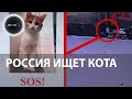 Проводница РЖД выкинула домашнего кота Твикса из поезда