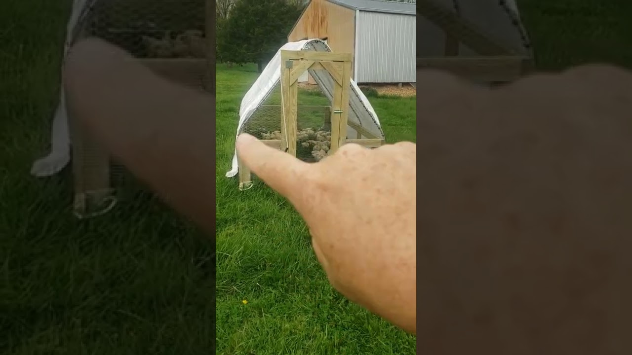 Comparison of the John Suscovich chicken tractor for Meat Birds vs. Egg