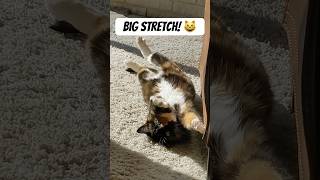 Celebrity Lucy makes sure to stretch! 🙆‍♀️ Net Worth