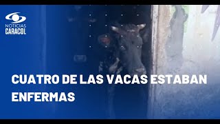 Insólito hallazgo en Bogotá: familia vive con 29 vacas en su casa