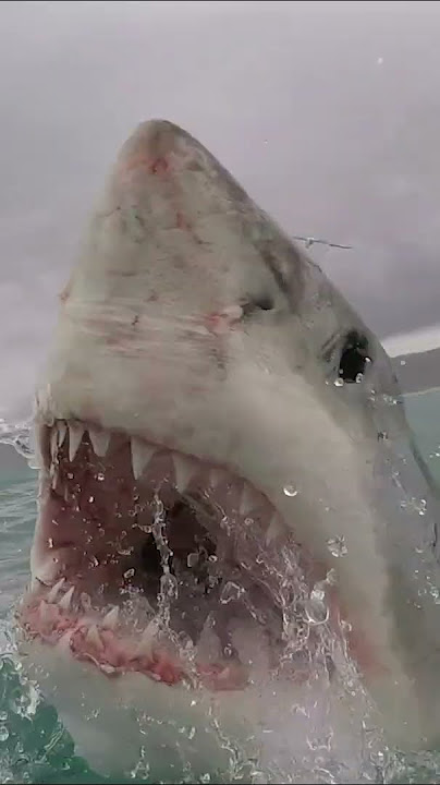 Fish or SUPERHEROES?! Did you know Sharks have superpowers?