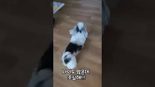 하루종일 신난 강아지#시츄사랑 #노견일상