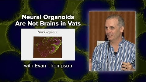 Neural Organoids Are Not Brains in Vats with Evan Thompson