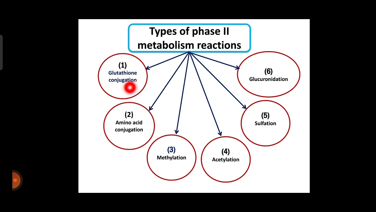 Toxicology Principles || Xenobiotic Metabolism 2