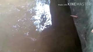 Mengenal bogo hewan predator sungai screenshot 5