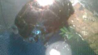 African Side-Neck Turtle Care Video
