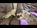 енот Марсель и котёнок Шер - такие забавные ) raccoon Marcel and kitten Cher are so funny)
