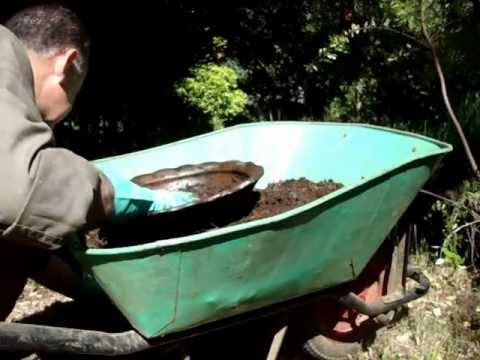 camera iphone 8 plus apk Haciendo Bonsai de Coihues