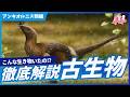【古生物学】RPNP古生物学ニュース「鳥?恐竜?アンキオルニス類編」#恐竜 #化石 #解説