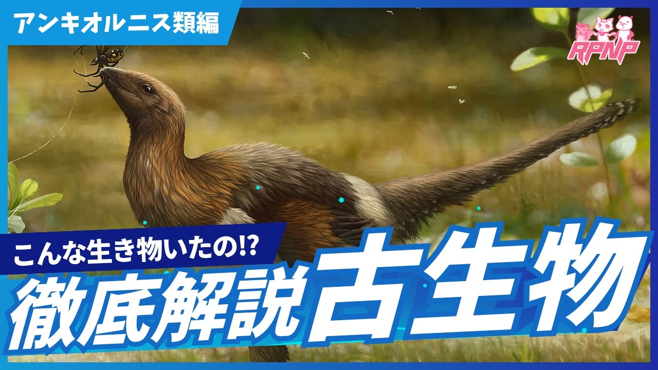 【古生物学】RPNP古生物学ニュース「鳥?恐竜?アンキオルニス類編」#恐竜 #化石 #解説