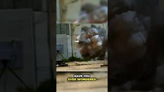 Famous Human Dummy Vs Tank 😨💥 #shorts #scienceexperiment #viral Profile