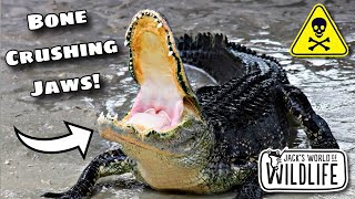 FLORIDA’S TOP 3 MOST POWERFUL BITES: RANKED!