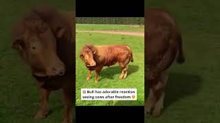 Bull’s reaction to seeing cows after freedom will make your day
