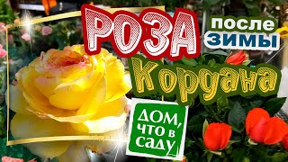 РОЗА КОРДАНА В ОТКРЫТОМ ГРУНТЕ!