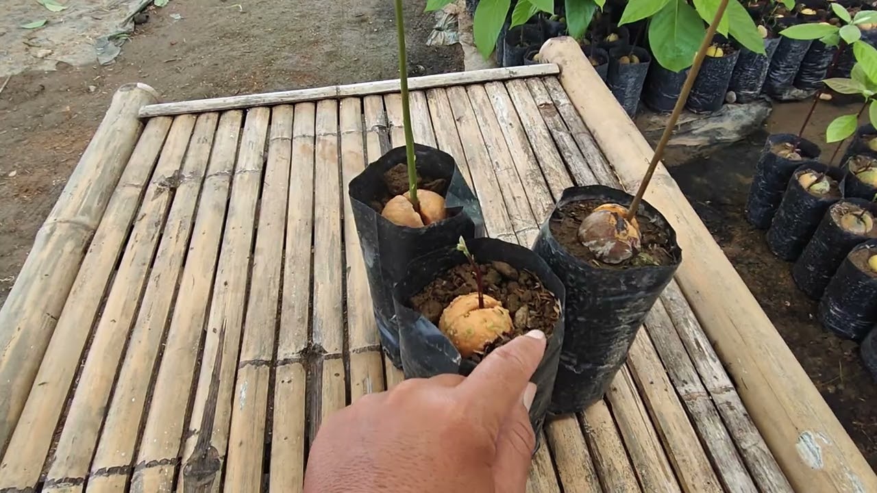 อาโวคาโด blog ep. 195  วัสดุปลูกในการเพาะเมล็ด