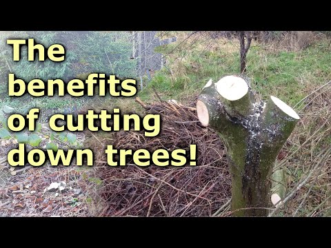 Coppicing and Pollarding at The Woodland Orchard