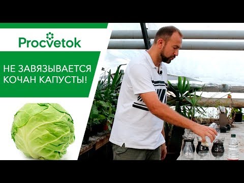 КАПУСТА. Что делать, если не завязываются кочаны?