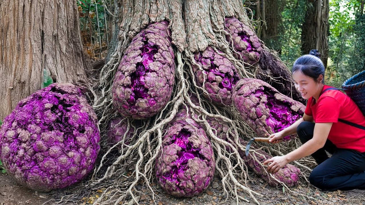 Harvest Wild Cassava Roots On Hillside Goes to Market Sell, Making Cassava Cake | Susan Daily Life