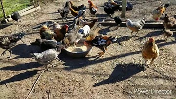 PUAS XAV YUAV QAIB HMOOB KUV MUAJ MUAG NAWB