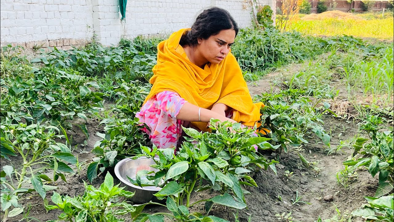 ⁣ਬੀਬੀ ਨੇ ਪਾਇਆ ਨਵਾਂ ਪੰਗਾ ।ਬੀਬੀ ਨੇ ਅੱਡ ਅੱਡ ਸਬਜ਼ੀਆਂ ਬਣਾਉਣ ਲਈ ਕਿਉਂ ਕਿਹਾ 🫢