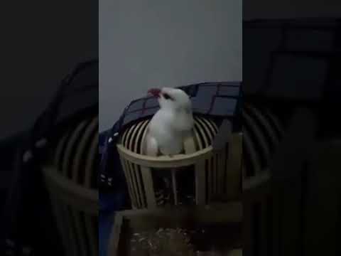 صوت الحجل الابيض