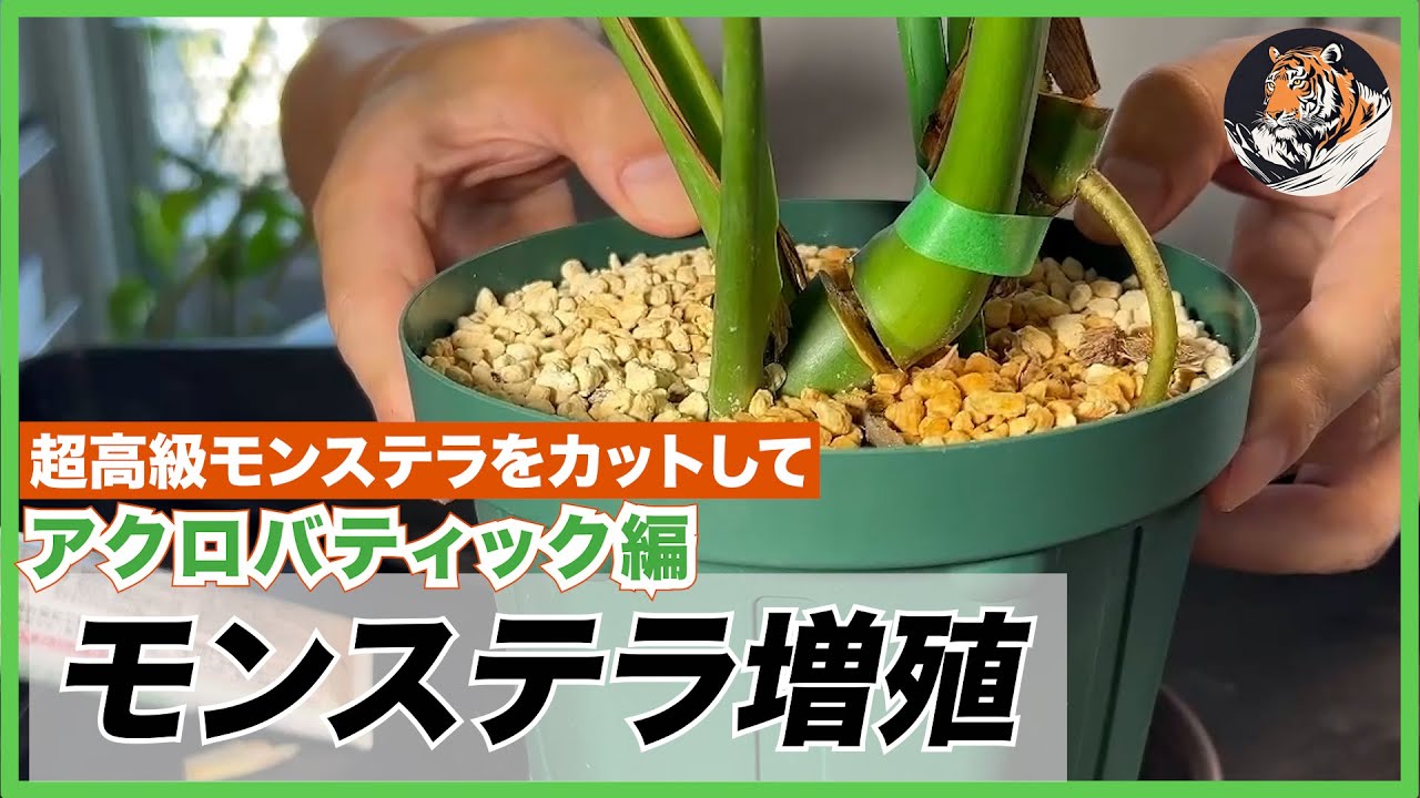 モンステラ超速増殖】超高級株グリーンゴーストを少しアクロバティック