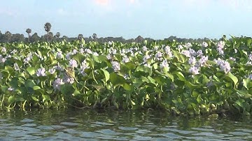 SULAWESI - BIRA TO SENGKANG - DANAU TEMPE - 