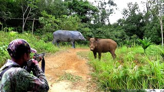 (full poin)‼️BERBURU BABI HUTAN//1 ROMBONGAN BABI HUTAN YANG GANAS MERESAHKAN