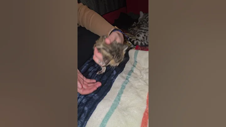 Video 6916611: brown female bengal, born bengal