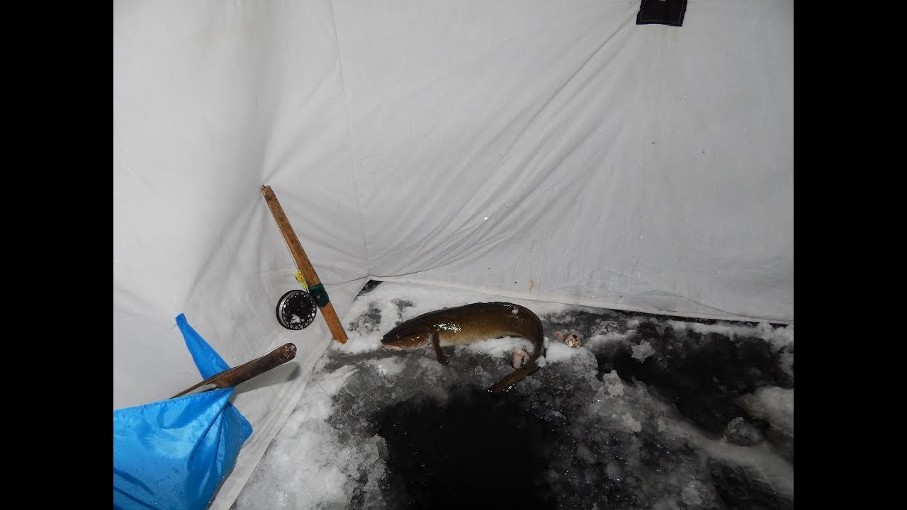 Рыбалка.налим со льда на стук..