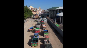 grape juice concentrate 2025-2026 season - Julian Soler