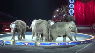 Elephants - Ringling Brothers Circus Cub Scouts May 2014