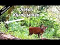 Kijang jantan mengekori Kijang betina.