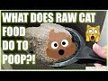 What does the Raw Cat Food Diet do to their POTTY HABITS?! - Cat Lady Fitness
