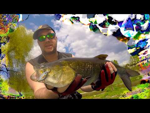 Big asp on ultralight fishing in the city