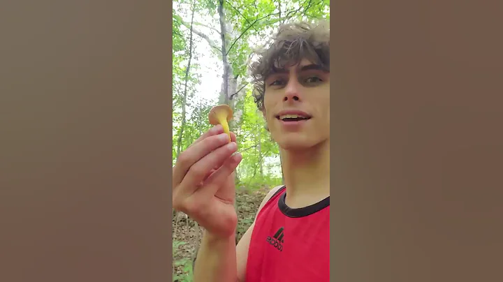 tasty yellow mushrooms - DayDayNews