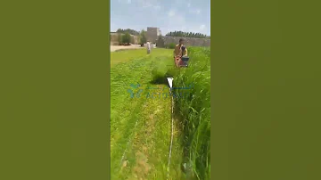 حصادة ديزل 10 حصان ذاتية الحركة لحصاد القمح والبرسيم بكفاءة عالية 
