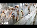 Why 2024&#39;s cicada emergence is so rare | BBC Global