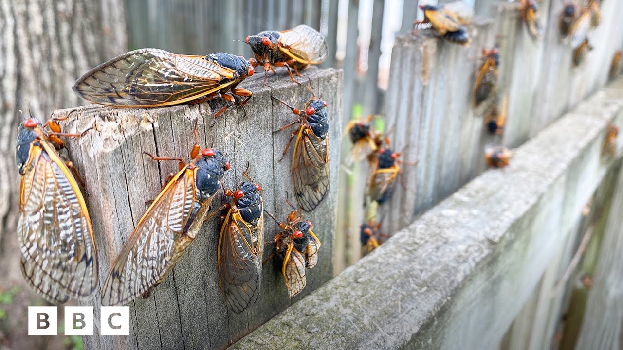 Why Cicadas Are Taking Over North America