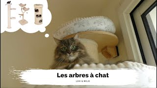 Nos arbres à chat : lesquels, pourquoi et notre avis  Loki & Mojo