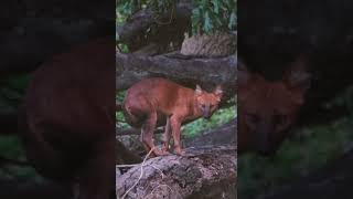 Download Lagu Red Spirit of the Forest – The Dhole, Asia’s Hidden Hunter MP3 Download Lagu Red Spirit of the Forest – The Dhole, Asia’s Hidden Hunter MP3