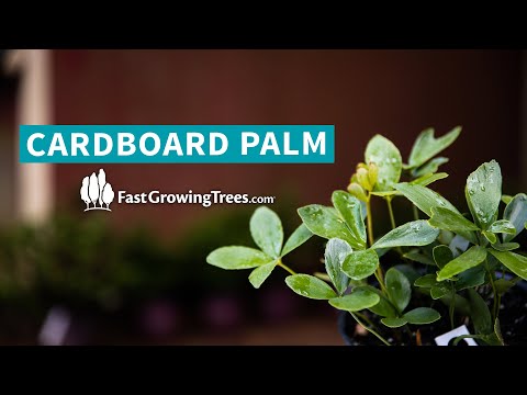 Video: Cardboard Palm Care - Cara Menanam Zamia Palms