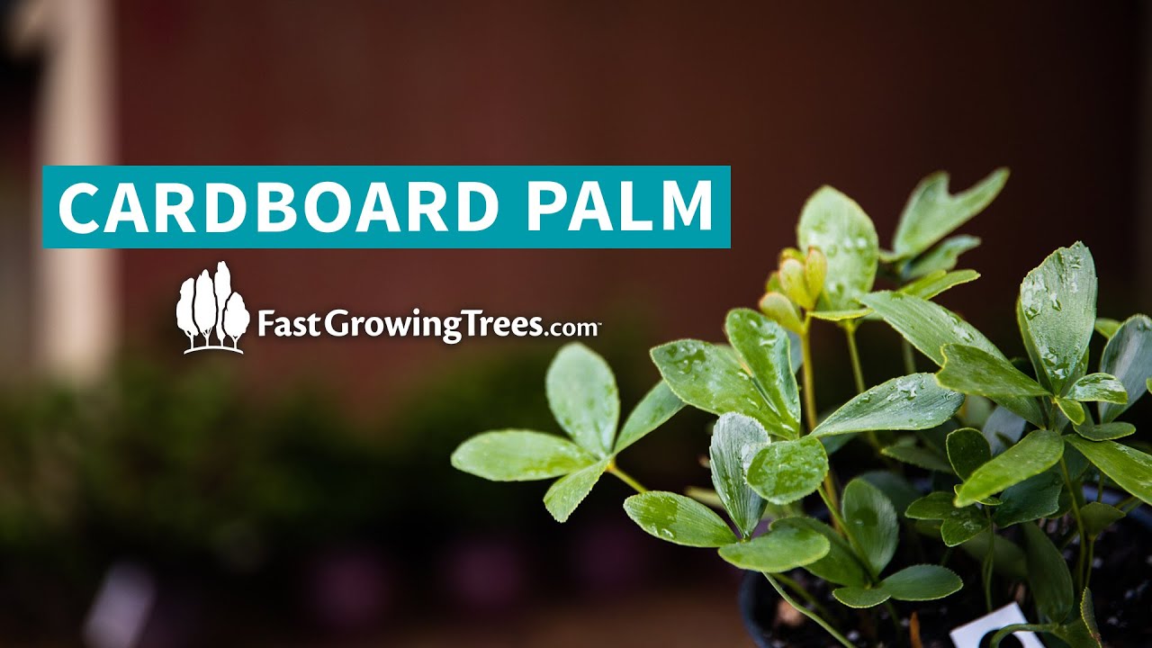 Video banner of cardboard palm tree 